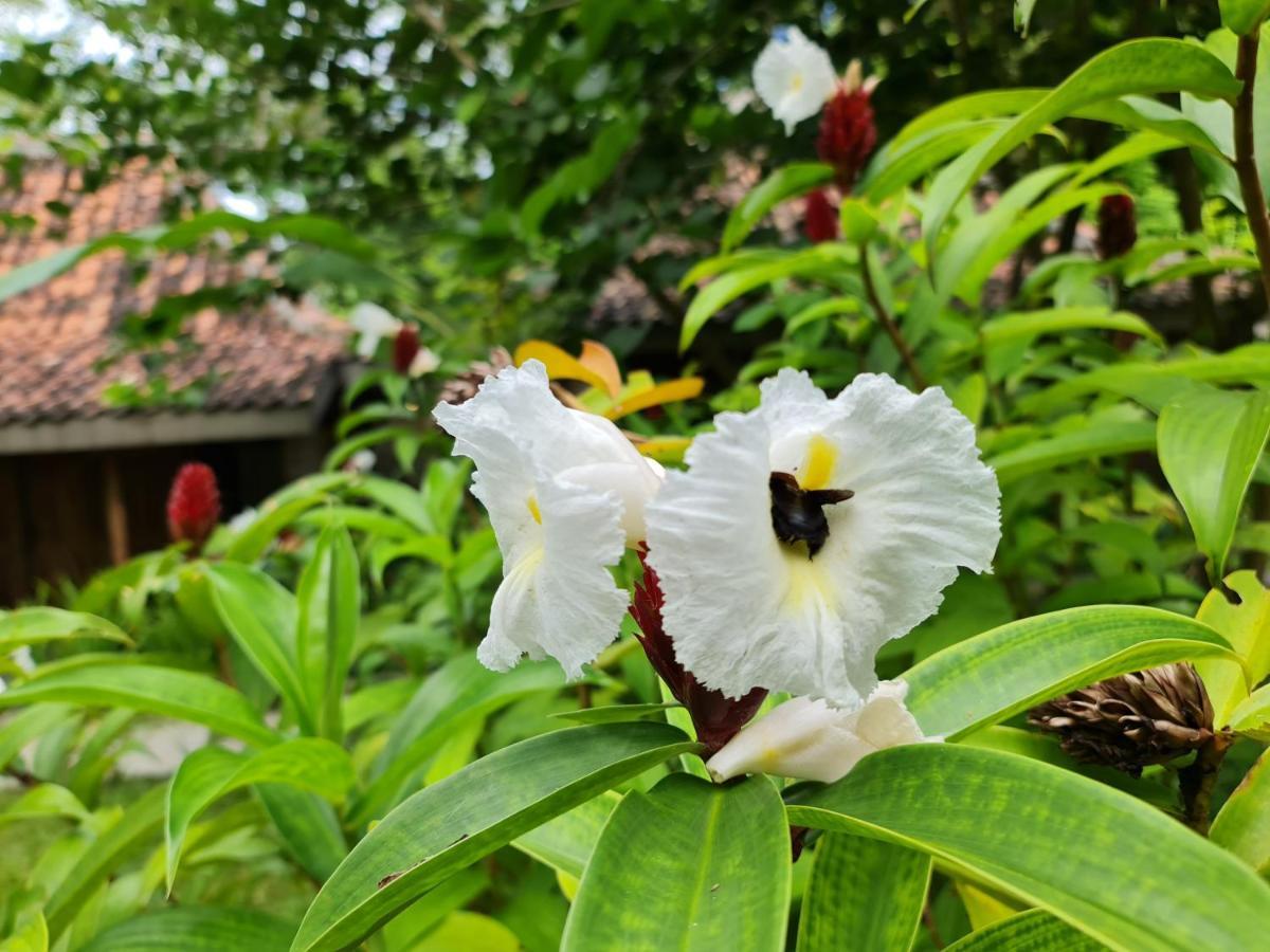 Villa Kayu 요그야카르타 외부 사진